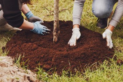 Contact About Tree Planting